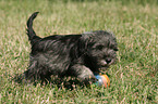 Zwergschnauzer Welpe spielt mit Ball