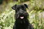 Zwergschnauzer