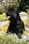 Zwergschnauzer