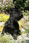 Zwergschnauzer