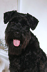 Zwergschnauzer Portrait