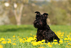 sitzender Zwergschnauzer