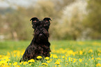 sitzender Zwergschnauzer