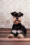 liegender Zwergschnauzer