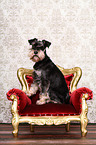 sitzender Zwergschnauzer