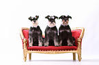 3 Zwergschnauzer