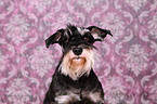 Zwergschnauzer Portrait