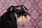 Zwergschnauzer Portrait