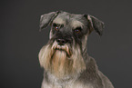 Zwergschnauzer Portrait