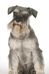 Zwergschnauzer Portrait