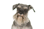 Zwergschnauzer Portrait