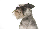 Zwergschnauzer Portrait