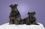 2 Zwergschnauzer