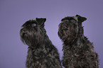 2 Zwergschnauzer