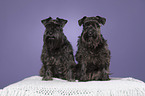 2 Zwergschnauzer