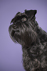 Zwergschnauzer Portrait