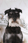 Zwergschnauzer Portrait