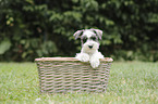Zwergschnauzer Welpe