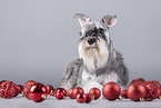 Zwergschnauzer zwischen Christbaumkugeln