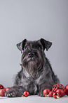 Zwergschnauzer zwischen Christbaumkugeln