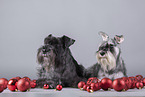 Zwergschnauzer zwischen Christbaumkugeln
