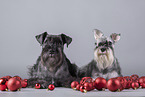 Zwergschnauzer zwischen Christbaumkugeln