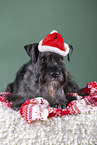 Zwergschnauzer mit Weihnachtsmtze