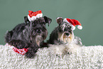 Zwergschnauzer mit Weihnachtsmtze