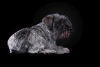 Zwergschnauzer vor schwarzem Hintergrund