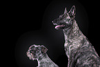 Zwergschnauzer und Hollndischer Schferhund