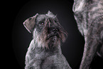 Zwergschnauzer vor schwarzem Hintergrund