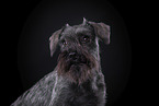 Zwergschnauzer vor schwarzem Hintergrund