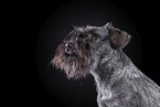 Zwergschnauzer vor schwarzem Hintergrund
