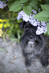 Zwergschnauzer im Flieder