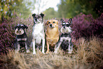 4 Hunde in der Heide