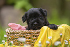 4 Wochen alter Zwergschnauzer Welpe