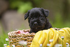 4 Wochen alter Zwergschnauzer Welpe