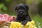 4 Wochen alter Zwergschnauzer Welpe