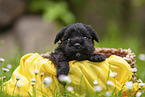 4 Wochen alter Zwergschnauzer Welpe