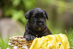 4 Wochen alter Zwergschnauzer Welpe