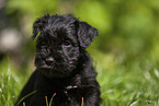 Zwergschnauzer Portrait