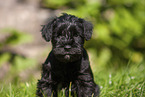 Zwergschnauzer Portrait