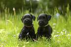 2 Zwergschnauzer Welpen