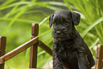 Zwergschnauzer Welpe auf kleiner Holzbrcke