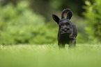 rennender Zwergschnauzer Welpe