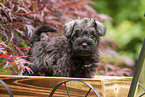 Zwergschnauzer Welpe in Holzwagen