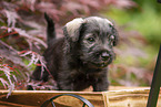 Zwergschnauzer Welpe in Holzwagen