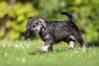 rennender Zwergschnauzer Welpe