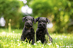 2 Zwergschnauzer Welpen