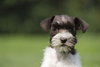 Zwergschnauzer Welpe